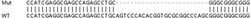 Abcam&nbsp;Human PXK knockout HEK-293T cell line