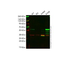 Abcam&nbsp;Human MPP1 knockout HEK-293T cell line