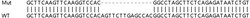 Abcam&nbsp;Human ARFIP1 (Arfaptin-1) knockout HEK-293T cell line