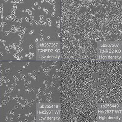 Abcam&nbsp;Human TXNRD2 knockout HEK-293T cell line
