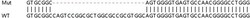 Abcam&nbsp;Human ADPGK knockout HEK-293T cell line