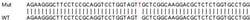 Abcam&nbsp;Human NME4 knockout HEK-293T cell line