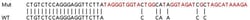 Abcam&nbsp;Human CDK11A (CDC2L2) knockout HEK-293T cell line