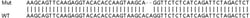 Abcam&nbsp;Human SEC13 (SEC13L1) knockout HEK-293T cell line