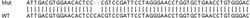 Abcam&nbsp;Human RRAGA (Rag A) knockout HEK-293T cell line