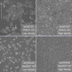 Abcam&nbsp;Human PHKA1 knockout HEK-293T cell line