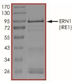 Abcam&nbsp;Recombinant human IRE1 protein (Active) (GST tag N-Terminus)