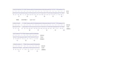 Abcam&nbsp;Human SMAD5 knockout HEK-293 cell line