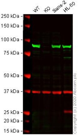 Abcam&nbsp;Human HSP90AB1 (Hsp90 beta) knockout A-431 cell line