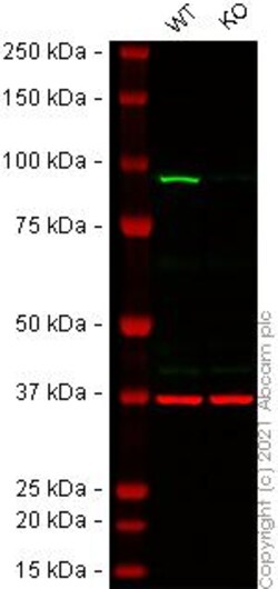 Abcam&nbsp;Human NBN (p95/NBS1) knockout A-431 cell line