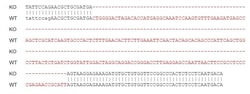 Abcam&nbsp;Human IL1RAP knockout HeLa cell line