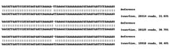 Abcam&nbsp;Human TMEM106B knockout A549 cell line