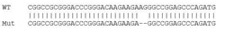 Abcam&nbsp;Human DIAPH1 knockout HCT116 cell line