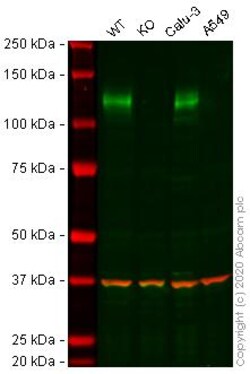 Abcam&nbsp;Human ACE2 knockout Caco-2 cell line