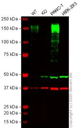 Abcam&nbsp;Human ANPEP (CD13) knockout THP-1 cell line