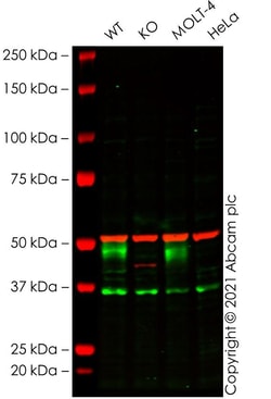 Abcam&nbsp;Human CD1A knockout Jurkat cell line