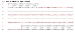 Abcam&nbsp;Human EFNB2 knockout SH-SY5Y cell line