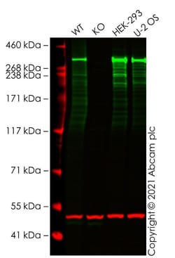 Abcam&nbsp;Human ATM knockout A549 cell line