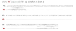 Abcam&nbsp;Human CHEK2 (Chk2) knockout A549 cell line