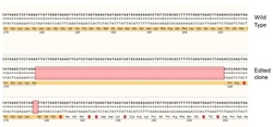 Abcam&nbsp;Human PRKDC knockout A549 cell line