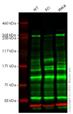Abcam&nbsp;Human ATR knockout (hetero) A549 cell line