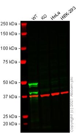 Abcam&nbsp;Human CASP1 (Caspase-1) knockout THP-1 cell line