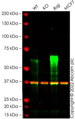 Abcam&nbsp;Human TFEB knockout Hep G2 cell line