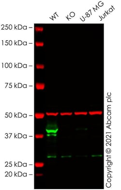 Abcam&nbsp;Human CHI3L1 knockout THP-1 cell line