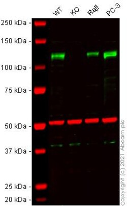 Abcam&nbsp;Human ADAM17 knockout K-562 cell line