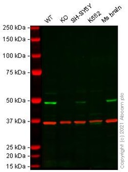 Abcam&nbsp;Mouse ARC knockout Neuro-2a cell line
