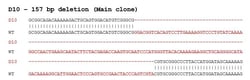 Abcam&nbsp;Human BDNF knockout SH-SY5Y cell line