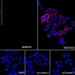 Abcam&nbsp;Mouse IgG2c monoclonal [R313-MouseIgG2c]-Isotype control
