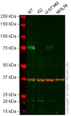 Abcam&nbsp;Human PTGS2 (COX2 / Cyclooxygenase 2) knockout A549 cell line