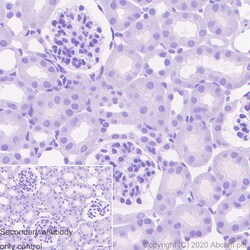 Abcam&nbsp;Mouse IgG1 monoclonal [R312-MouseIgG1]-Isotype control