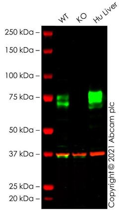 Abcam&nbsp;Human SCARB1 knockout HEK-293T cell line