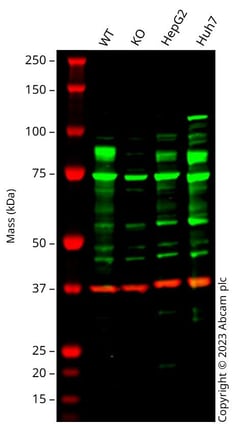 Abcam&nbsp;Human NFE2L2 knockout A549 cell line[21]