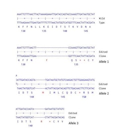 Abcam&nbsp;Human RB1 knockout A549 cell line