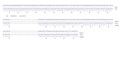 Abcam&nbsp;Human REL knockout HCT116 cell line