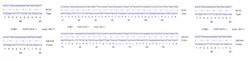 Abcam&nbsp;Human CCNE1 knockout HCT116 cell line