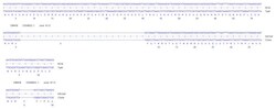 Abcam&nbsp;Human CDKN1B knockout HCT116 cell line