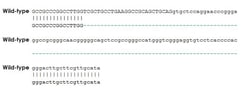 Abcam&nbsp;Human POLQ knockout A549 cell line