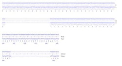 Abcam&nbsp;Human KMT2A knockout A549 cell line