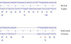 Abcam&nbsp;Human TET2 knockout A549 cell line