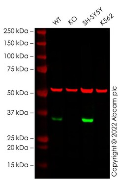 Abcam&nbsp;Human CCND1 knockout A549 cell line