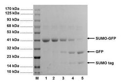 Abcam&nbsp;HRV14 3C (PreScission) Protease Agarose Beads