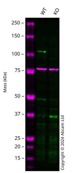 Abcam&nbsp;Human CBL knockout HCT116 cell line