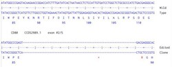 Abcam&nbsp;Human CD80 knockout HCT116 cell line