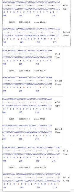 Abcam&nbsp;Human CLOCK knockout HCT116 cell line