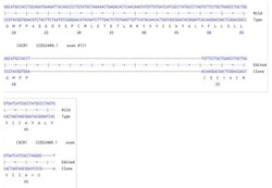 Abcam&nbsp;Human CXCR1 knockout HCT116 cell line