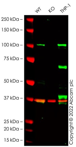 Abcam&nbsp;Human DAXX knockout A549 cell line